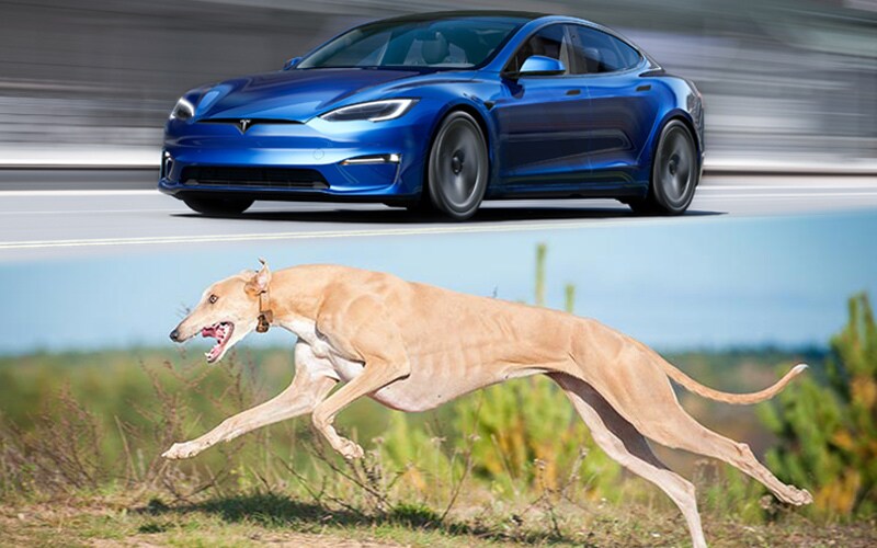 Image shows a blue Tesla Model S with a blurred background to indicate acceleration and speed with a tan greyhound running in full stride outdoors, with grass and shrubs in the background.