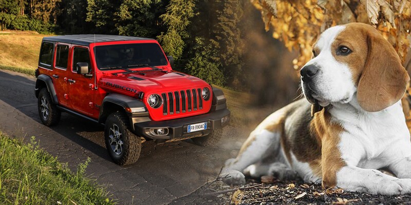 Image is of a red Jeep Wrangler with four doors and black trim, on a paved trail bordered by fields and a tan and white beagle lying on the ground outdoors, with golden leaves in the background.