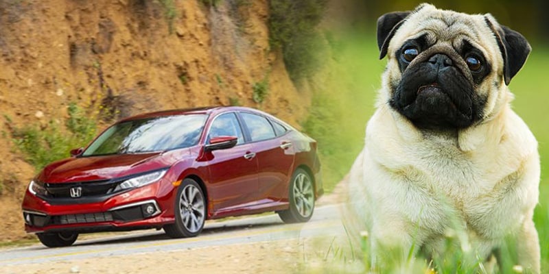 Image shows a burgundy Honda Civic parked on pavement with a dirt mountainside in the background and a fawn pug sitting in a field of grass, with small white flowers in the foreground.